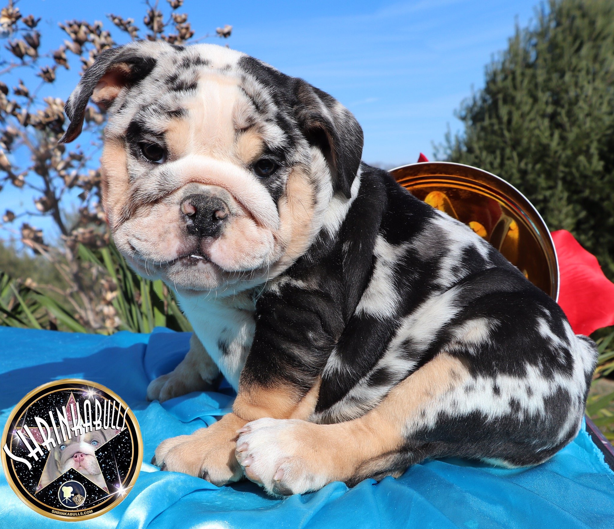 AKC Color Chart - Planet Merle English Bulldogs - Home of ...