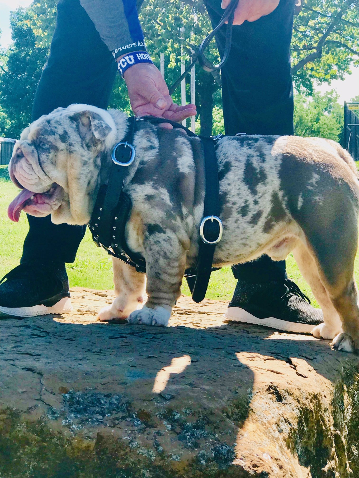 Home - Planet Merle English Bulldogs - Home of the Fully ...